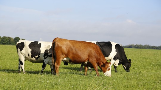 Vaca-louca: como proteínas podem infectar seres vivos? - Pesquisadores brasileiros investigam o papel de RNAs na origem de doenças causadas por príons.