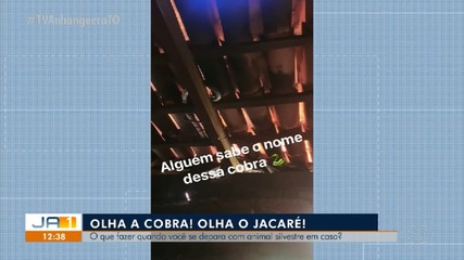 Veja o que fazer ao se deparar com animais silvestres na área urbana e dentro de casas