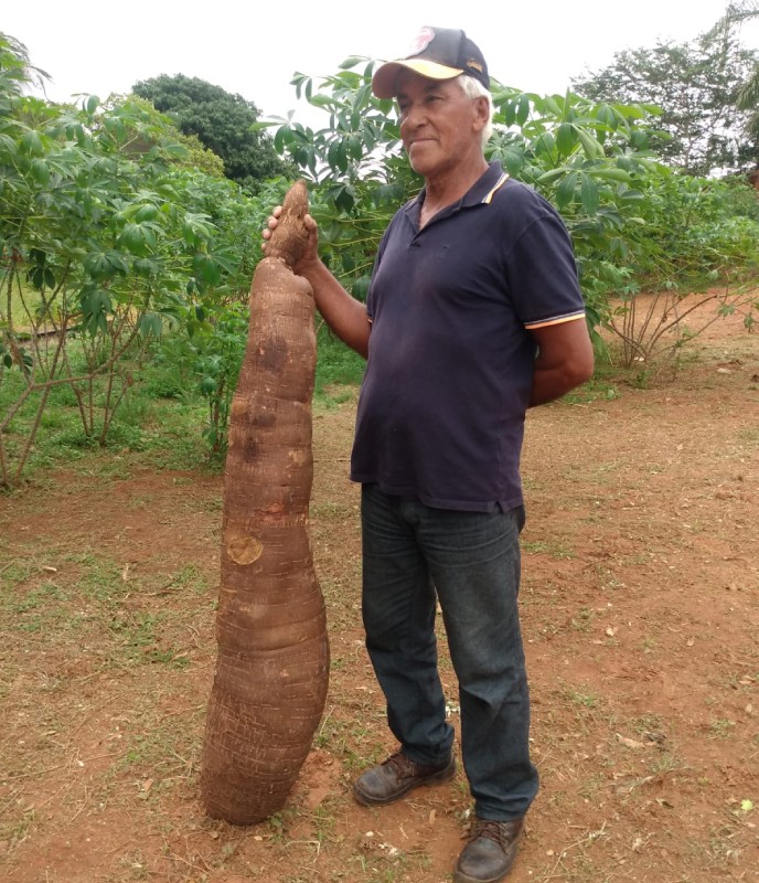 Produtor do interior de SP colhe mandioca 'gigante' com mais de 40 kg