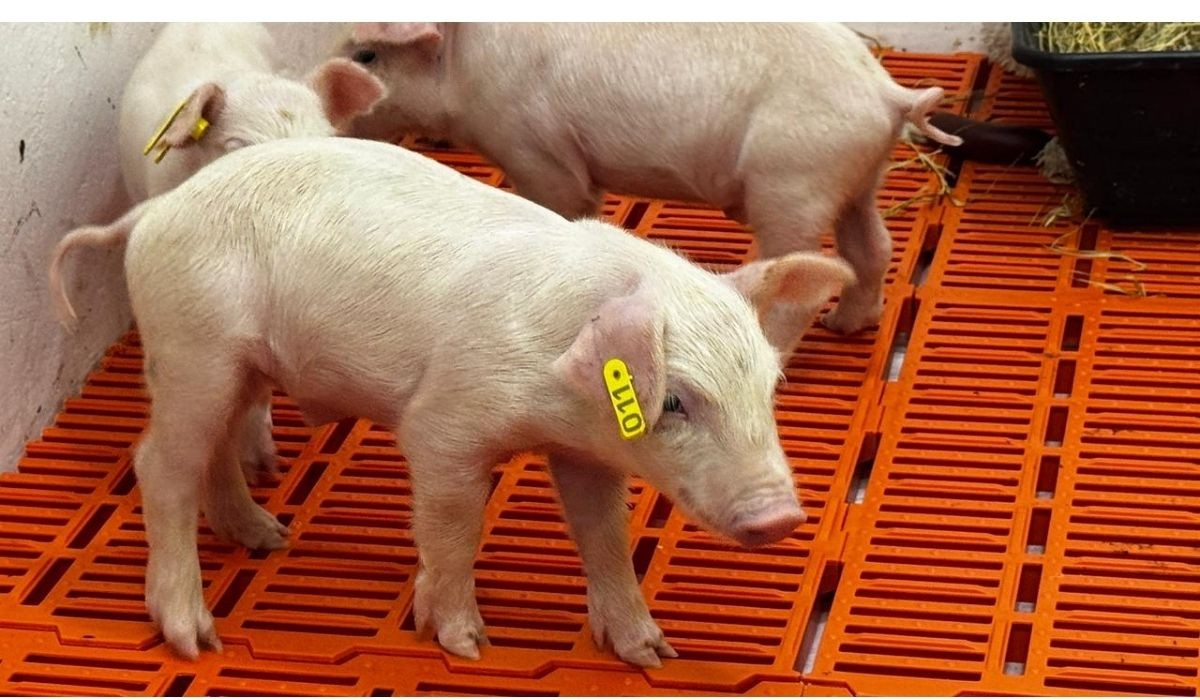 Após 1º porco clonado no Brasil, porca está grávida de outros três em Piracicaba