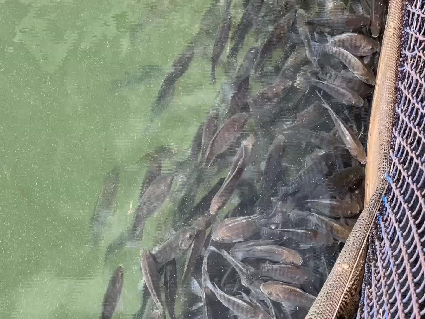 Uso de bioflocos ajuda na engorda de peixes e na redução do consumo de água