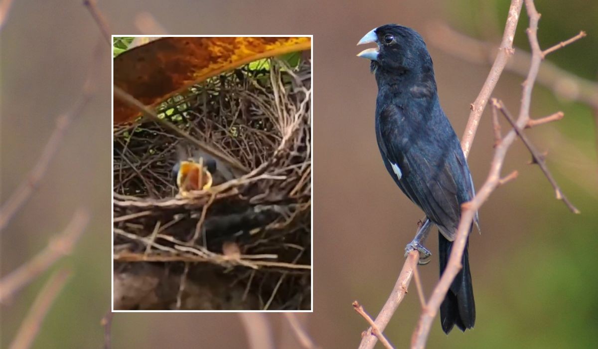 Após 7 anos de tentativas, bicudo nasce na natureza e será criado por 'mãe solo'