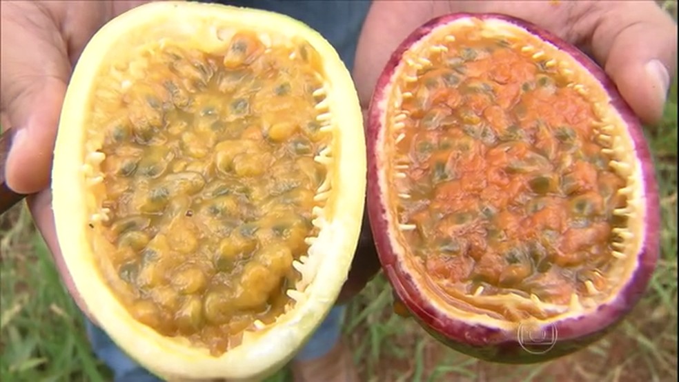 97% da produção brasileira de maracujá é do tipo azedo das cores amarela e roxa. — Foto: Reprodução / Globo Rural