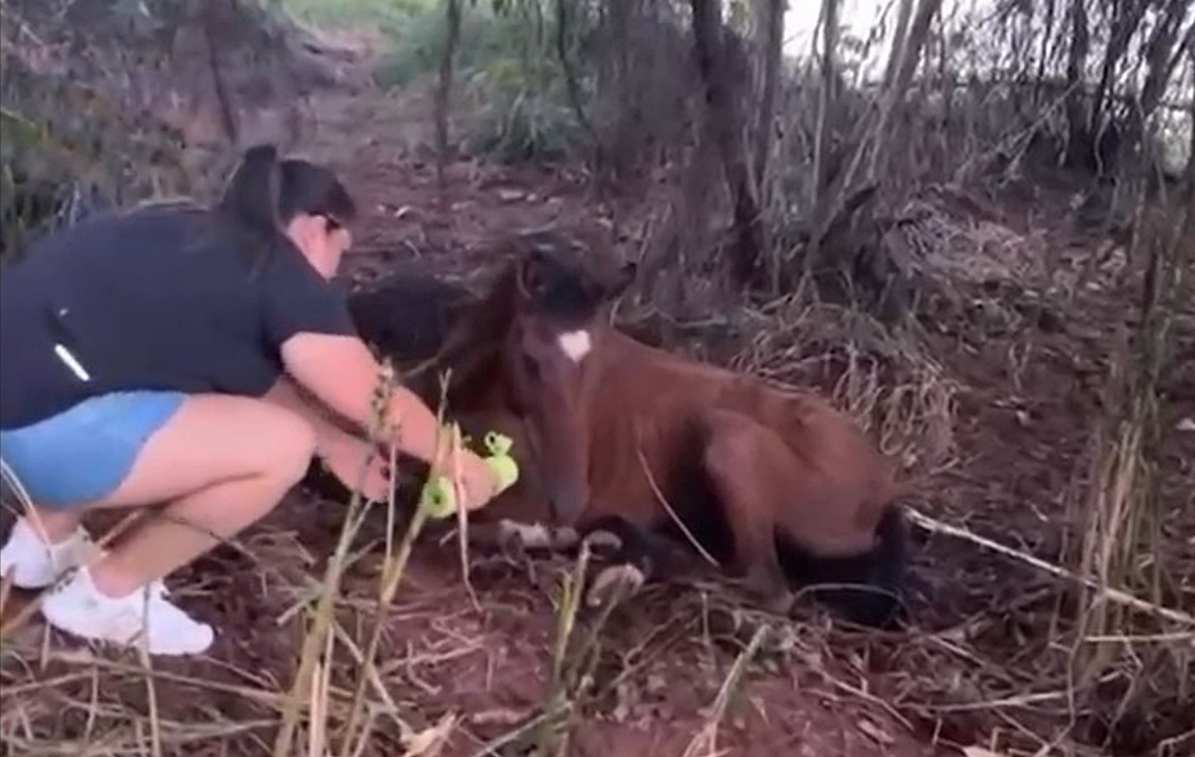 Polícia investiga caso de maus-tratos a cavalo que precisou ser sacrificado em São José da Barra