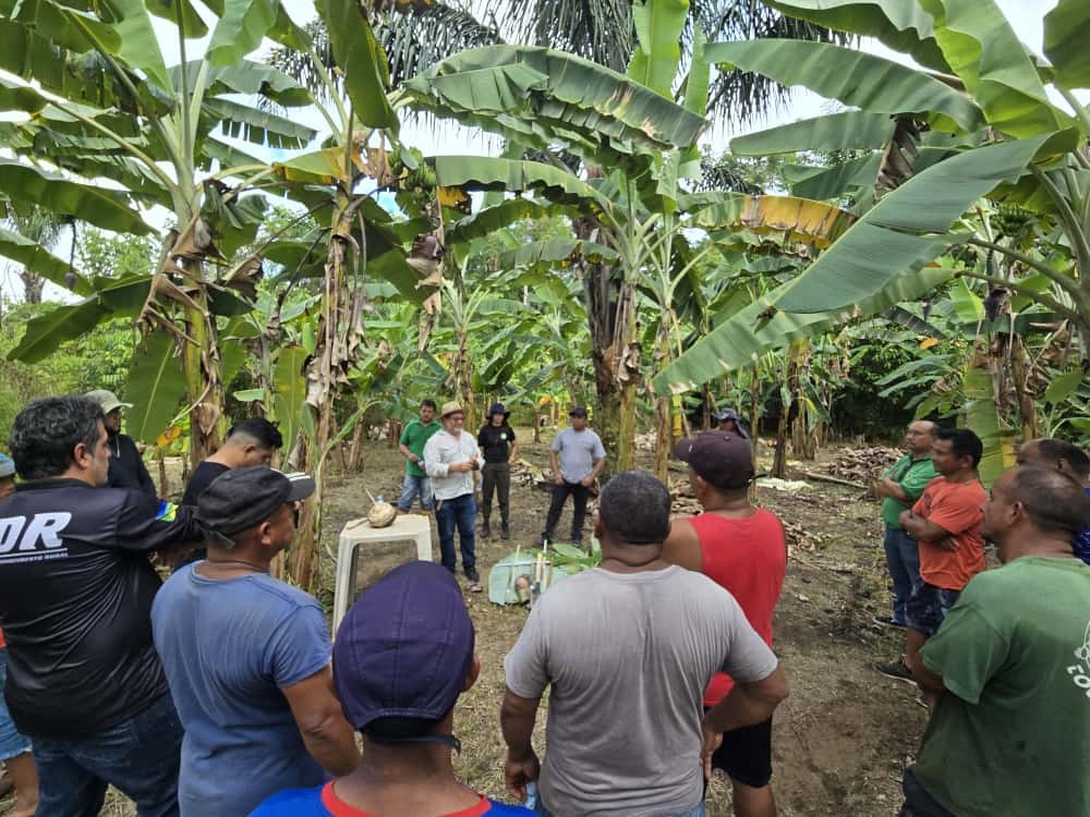 Embrapa apresenta cultivo de banana como alternativa para crise da mandioca no Amapá