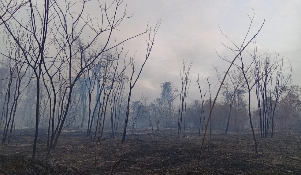 Incêndio no Parque Alexandrina, em Presidente Prudente — Foto: Defesa Civil/Divulgação