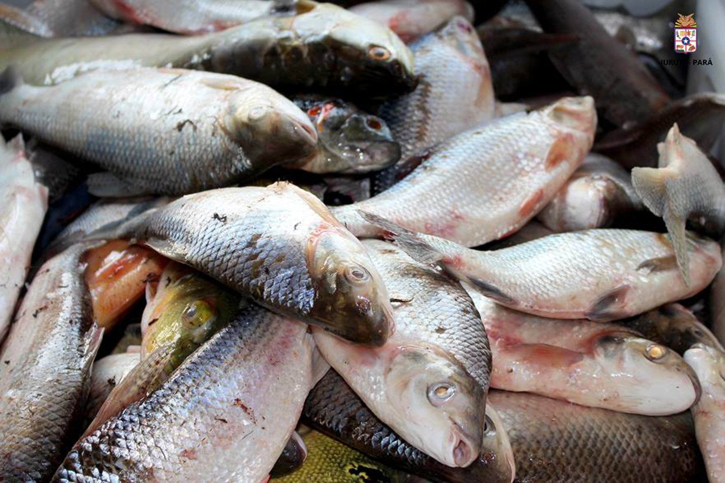 Operação fiscaliza pesca ilegal no Marajó durante período de reprodução de peixes
