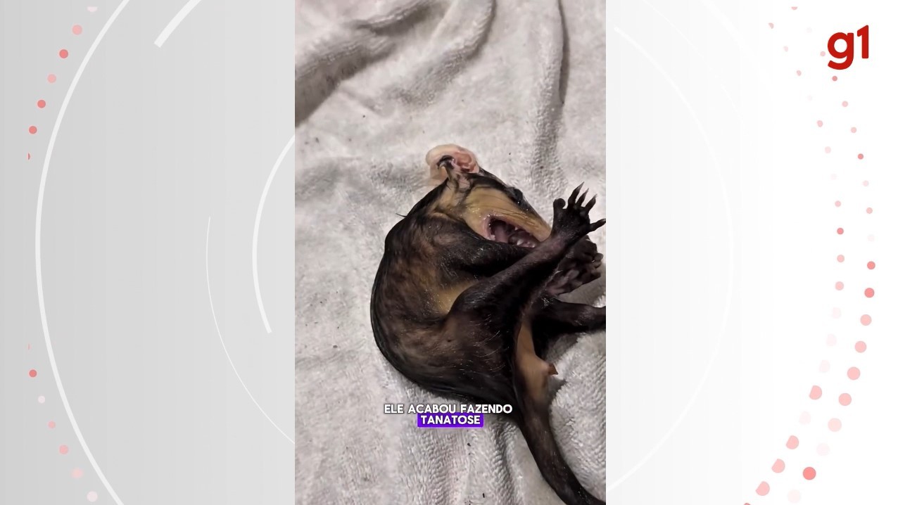 Filhote de gambá 'se finge de morto' ao ser resgatado após cair dentro de privada em SC; VÍDEO