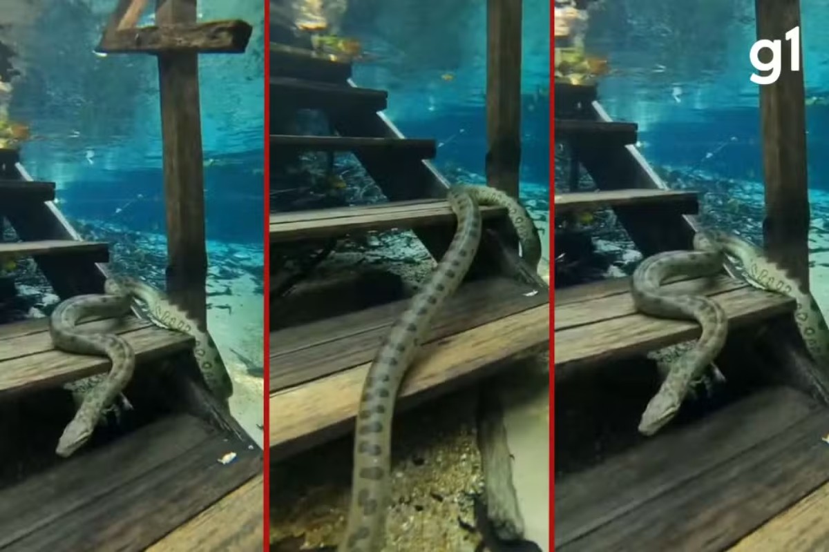 VÍDEO: cobra 'sobe' escada submersa em rio de águas cristalinas em MT