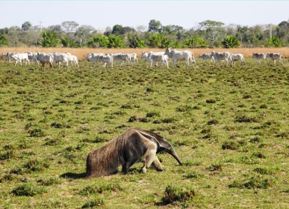 O gado orgânico é incluso dentro do Pantanal e convive com animais do bioma.  — Foto: Raquel Brunelli-Embrapa/Reprodução