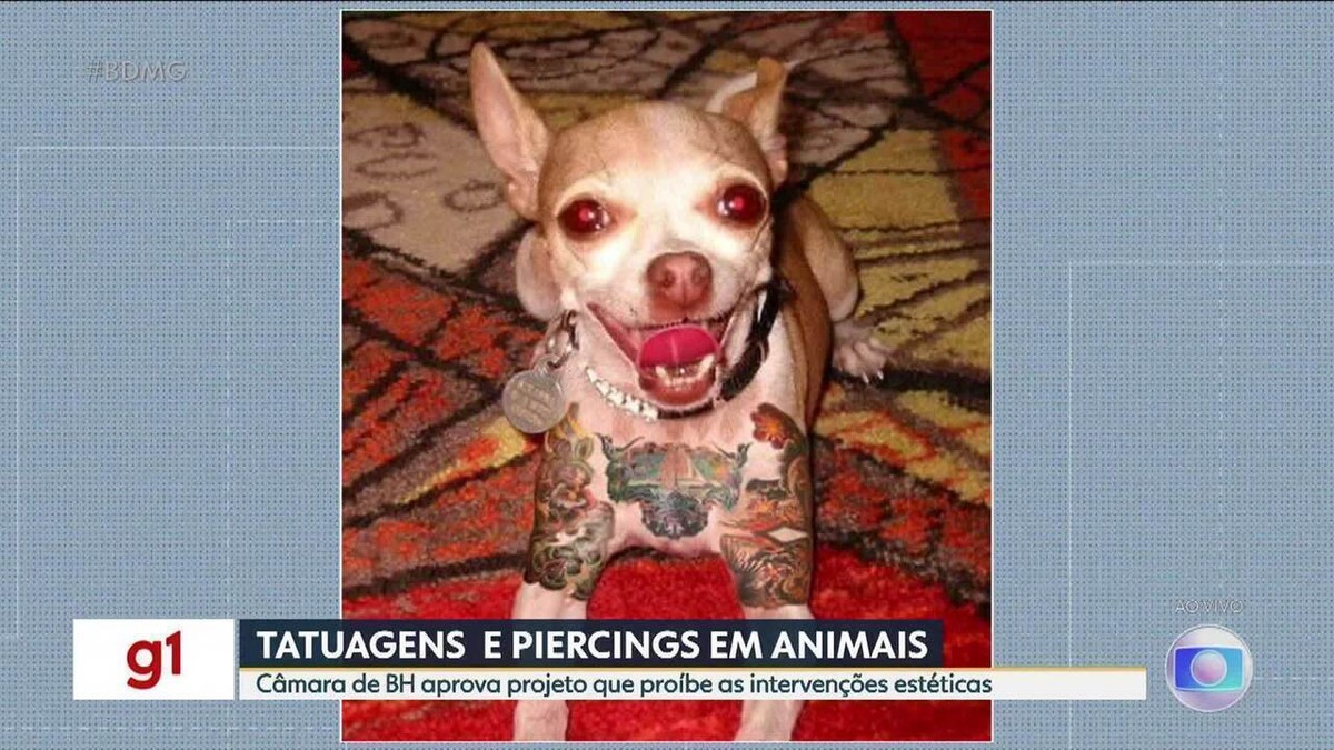 Câmara aprova proibição de tatuagem em cães e gatos com fins