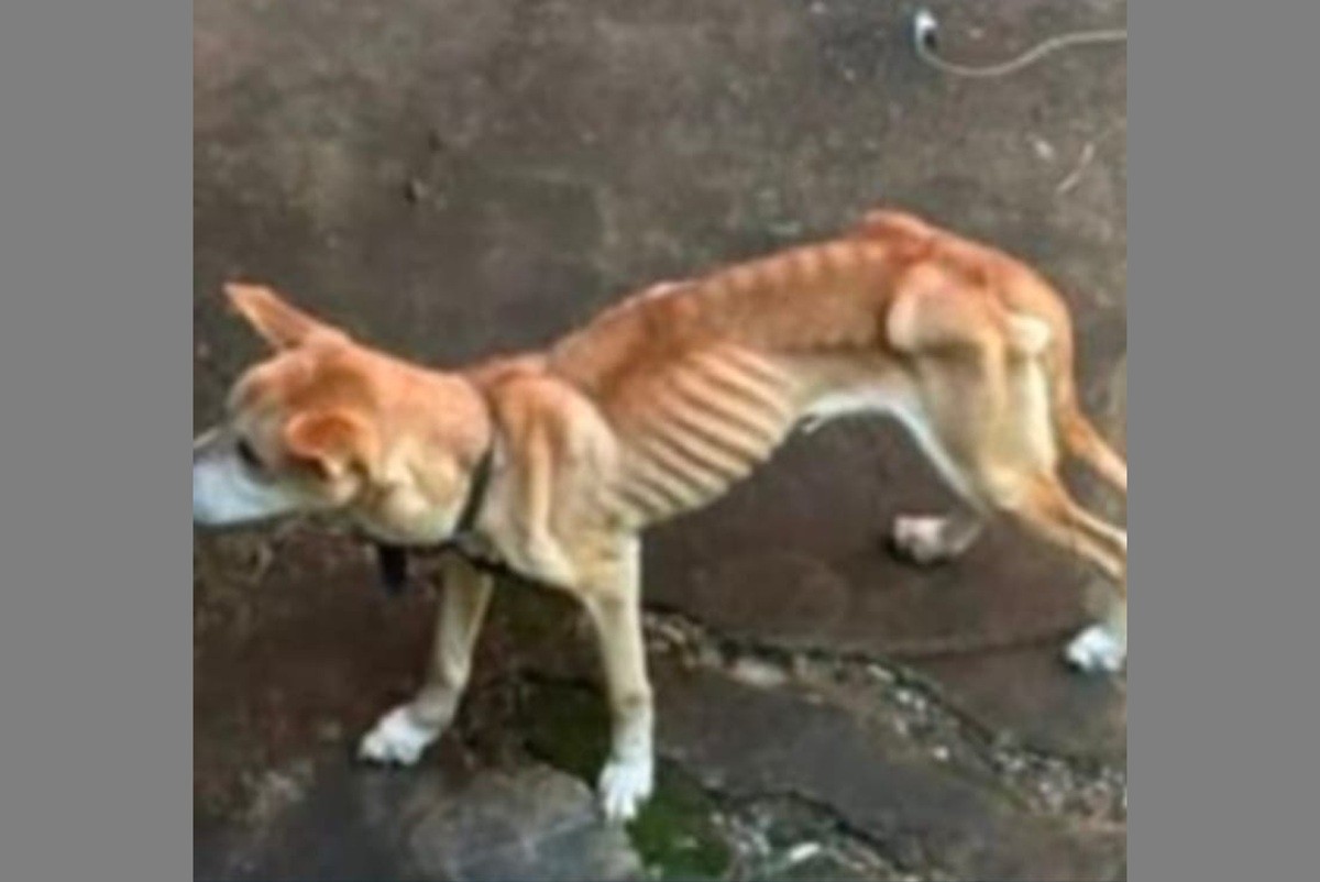 Cães encontrados em estado crítico, com sinais de 