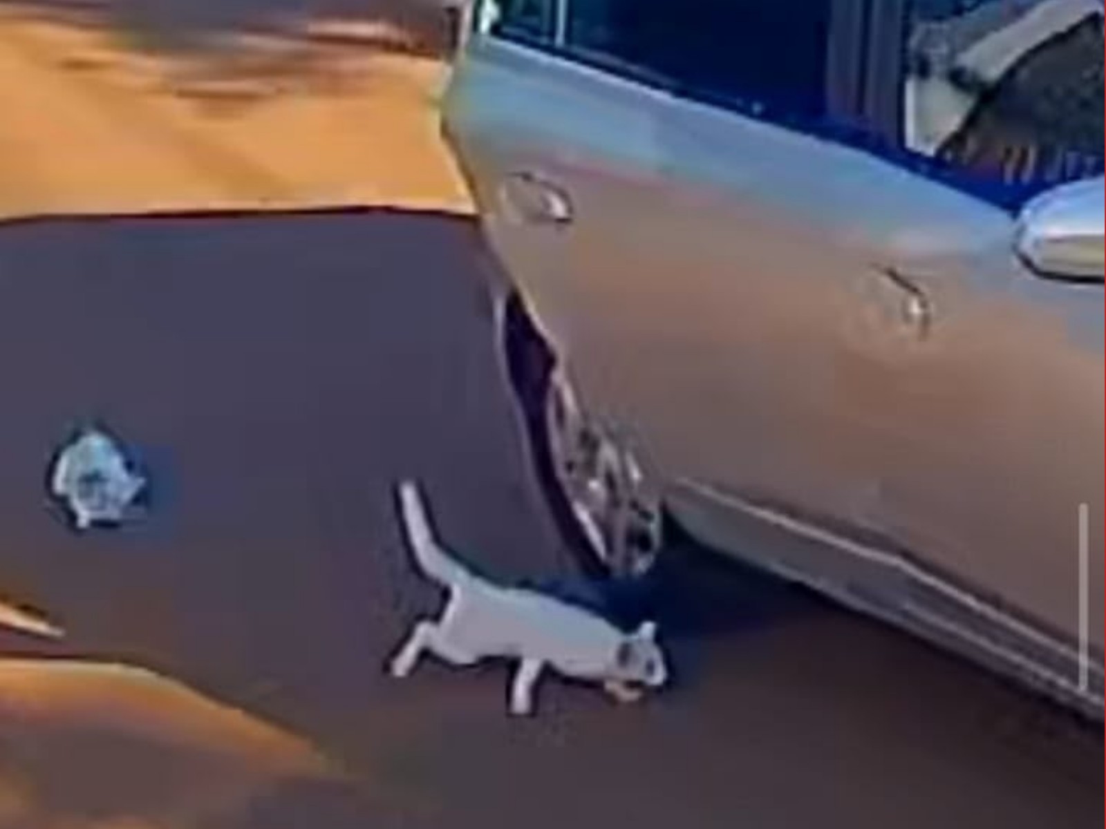 Mãe e filha presas por abandonar e matar gato atropelado no Acre são soltas em audiência de custódia
