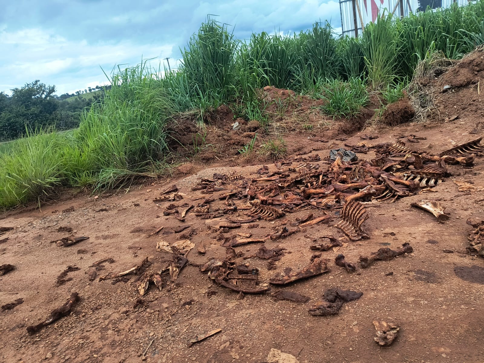 'Cemitério' a céu aberto: ossos bovinos e suínos são encontrados às margens da MG-050 