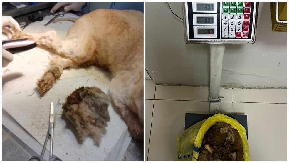 Quase três quilos de Três quilos de pelos sujos foram retirados de Scooby durante a tossa, dividida em dois dias. — Foto: Reprodução