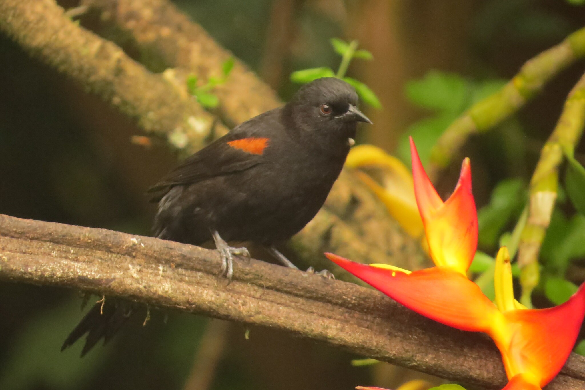 Encontro, estorninho e gaturamo: entenda como algumas aves imitam outras