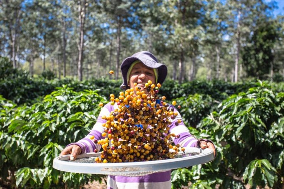 Plantio de café ganha mais espaço nas lavouras baianas — Foto: Ascom/SDR  Bahia