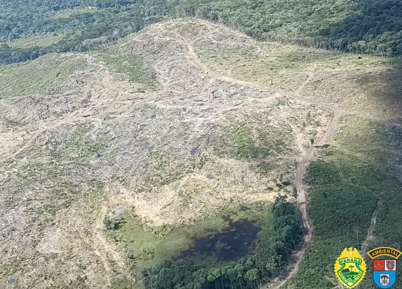 Madeireiros e fazendeiros são multados em R$ 5,2 milhões por desmatamento no Paraná; veja imagens