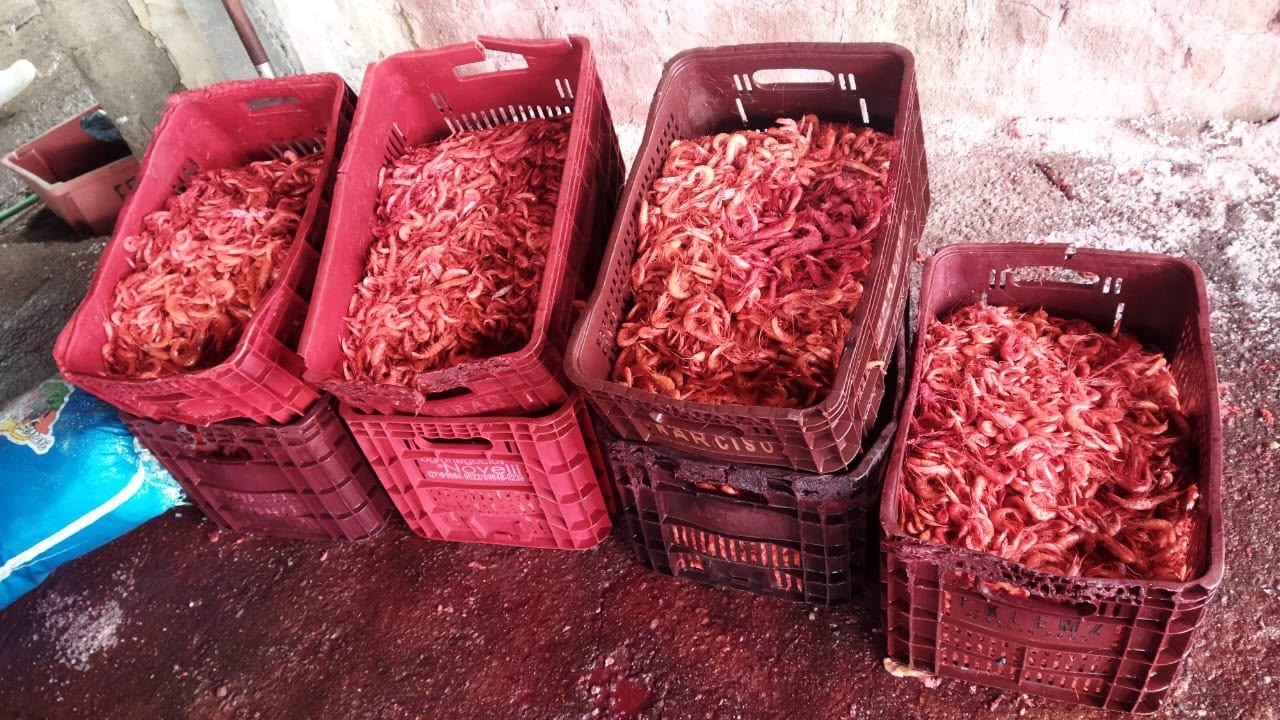 Fiscalização apreende 440 kg de camarão defumado em galpão em Campos 