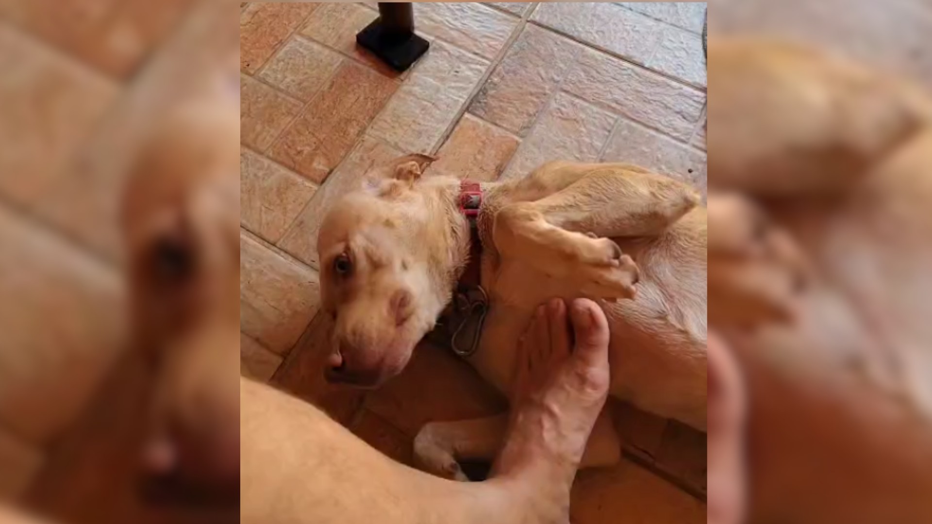 VÍDEO: homem é flagrado ao deixar cachorro pitbull amarrado em árvore em Araçatuba