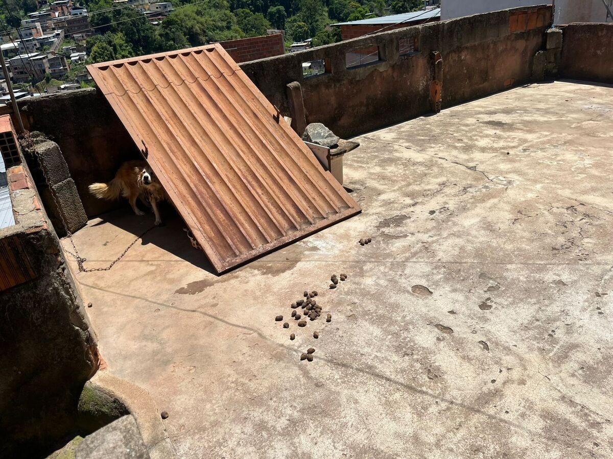 Cachorro é resgatado acorrentado em laje durante onda de calor em Juiz de Fora