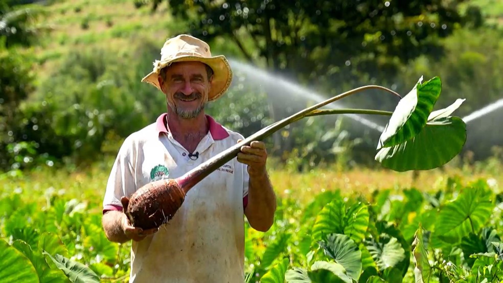 Responsável por mais de 40% da produção de inhame do país, ES antecipa a colheita por causa do calor. Espírito Santo — Foto: TV Gazeta