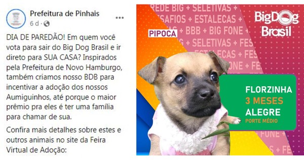 Encontro de São Bernardo e Bernese, bingo e adoção de pets em Curitiba
