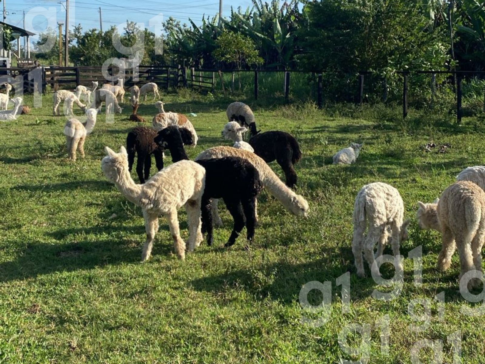 Justiça Federal determina que lhamas apreendidas na fronteira do AC sejam avaliadas por veterinários