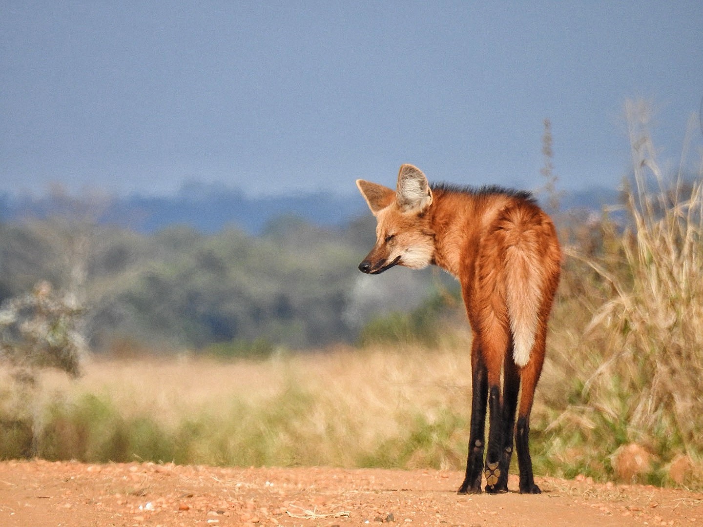 Fauna no entorno de Furnas sofre empobrecimento e avanço de espécies invasoras, apontam pesquisadores