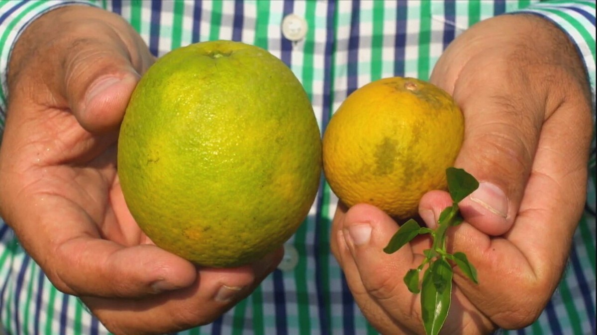 Laranjas na Flórida
