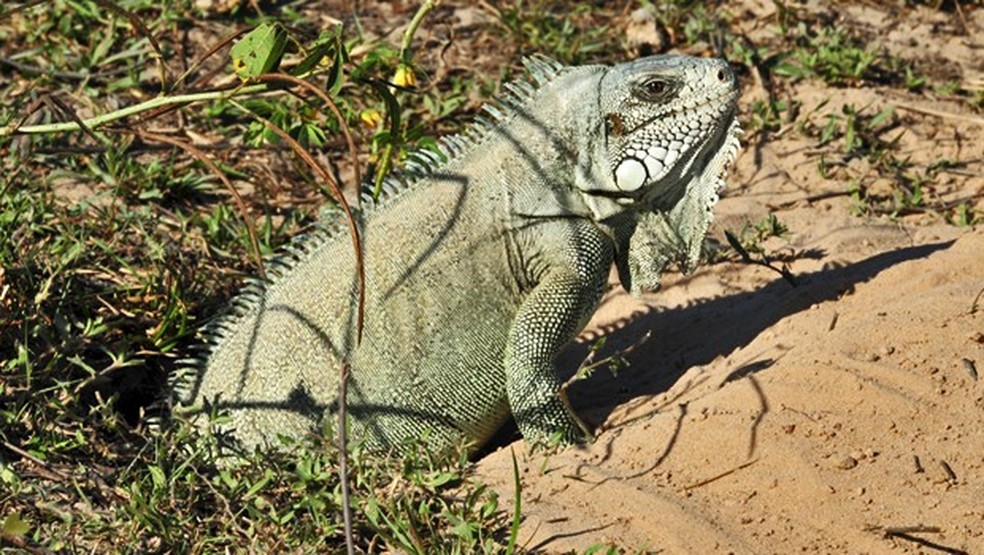 A espécie vive em florestas tropicais, e em àreas de matas ciliares — Foto: Carlos Alberto Coutinho / TG