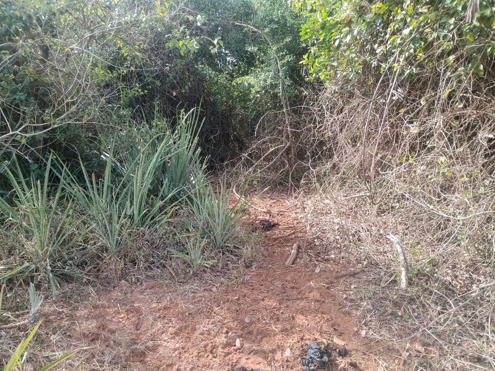 Idoso é multado por maus-tratos a bovinos e pastoreio irregular de gado em Dracena (SP) — Foto: Polícia Ambiental