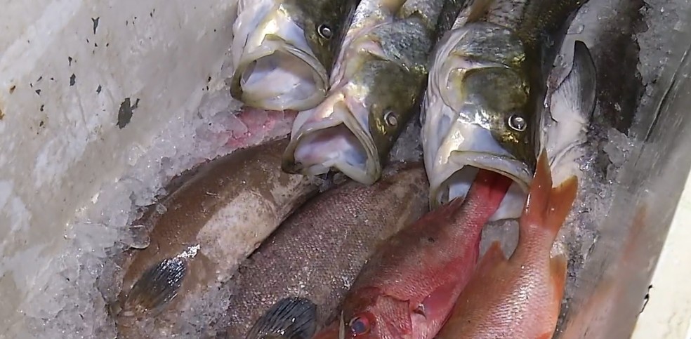 Suspeita de ciguatera é apurada após intoxicação alimentar em Touros — Foto: Reprodução/Inter TV Cabugi