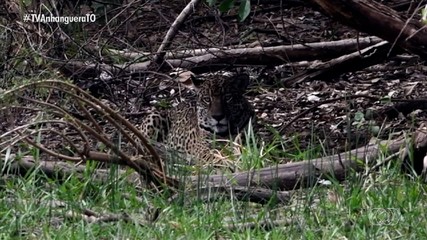 Onça volta à natureza após ficar internada por 50 dias