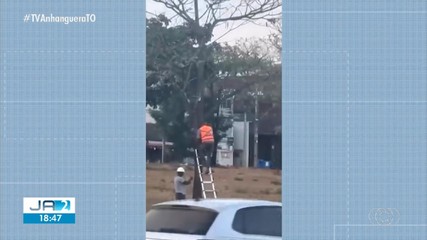 Equipamento de vigilância de trânsito instalado em árvore em Araguaína chama atenção