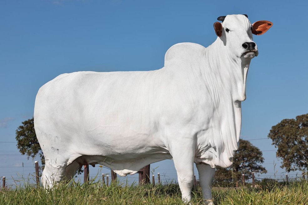 Vaca tem 33% vendido por R$ 7 milhões — Foto: Divulgação Casa Branca Agropastoril