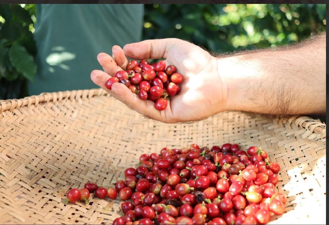 Café Jaçanã resgata tradição familiar e traz produção de cafés especiais no RN