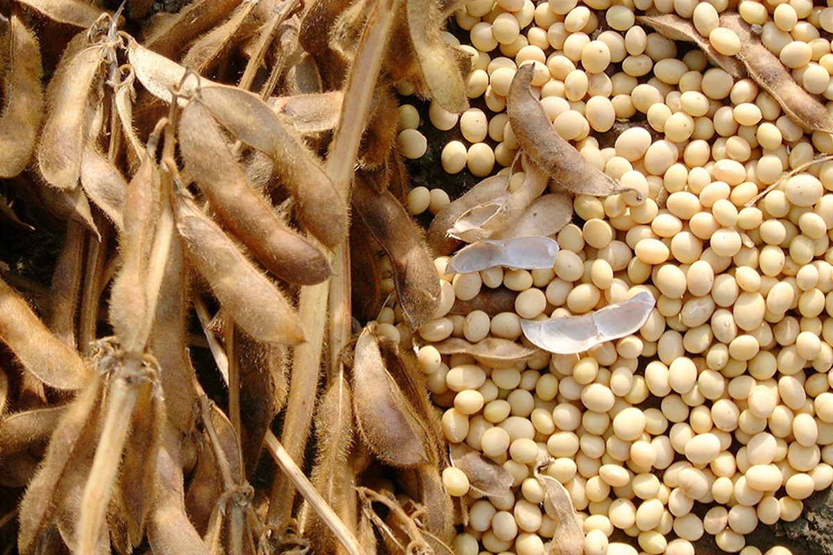 Teor de proteína da soja brasileira cai e coloca em risco preços pagos ...