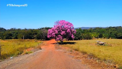 Ipês-roxos começam a florir no cerrado tocantinense
