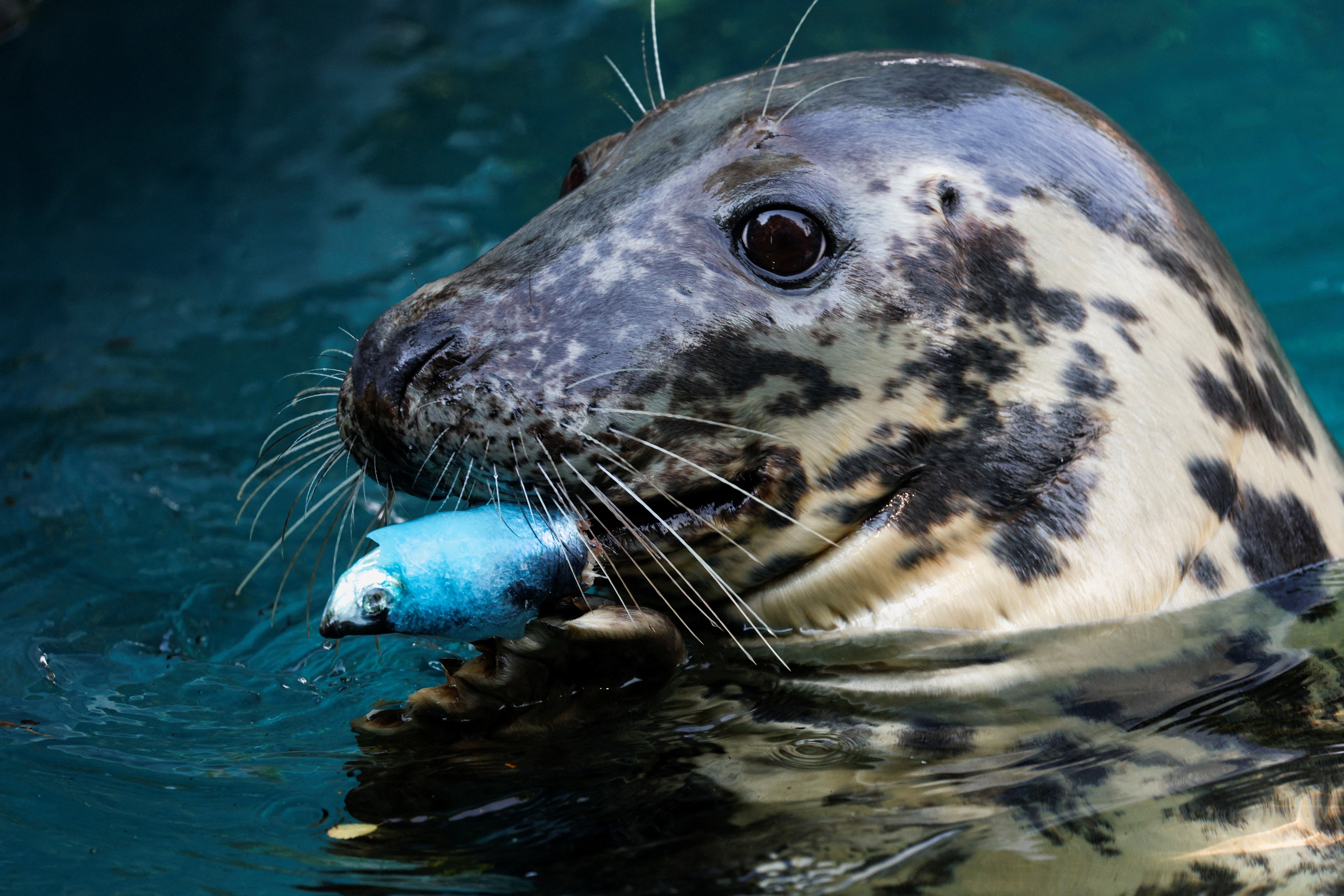 É #FAKE vídeo de foca saindo do mar e arrastando cachorro para dentro da água; cena foi feita com inteligência artificial
