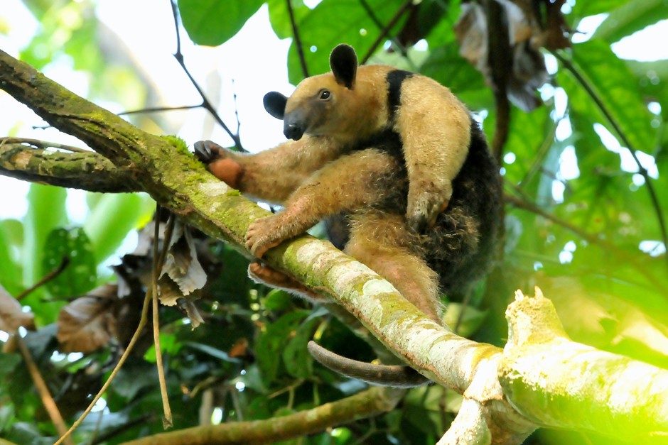 Tamanduá-mirim é resgatado após ser encontrado 'escalando' portão de casa em MT; vídeo