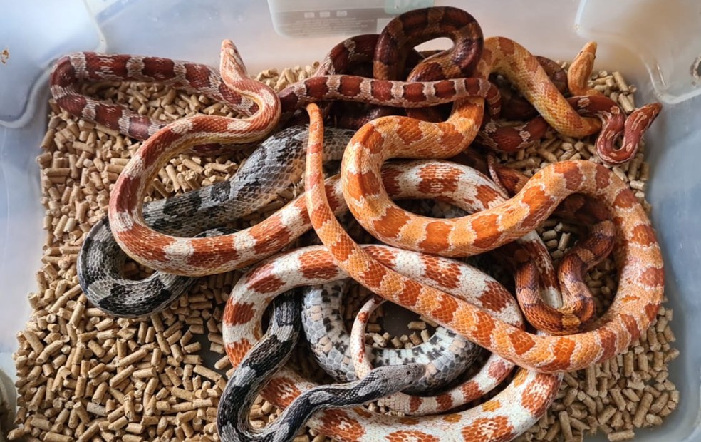 FOTOS: Corn snake, espécie de serpente exótica dos EUA, é