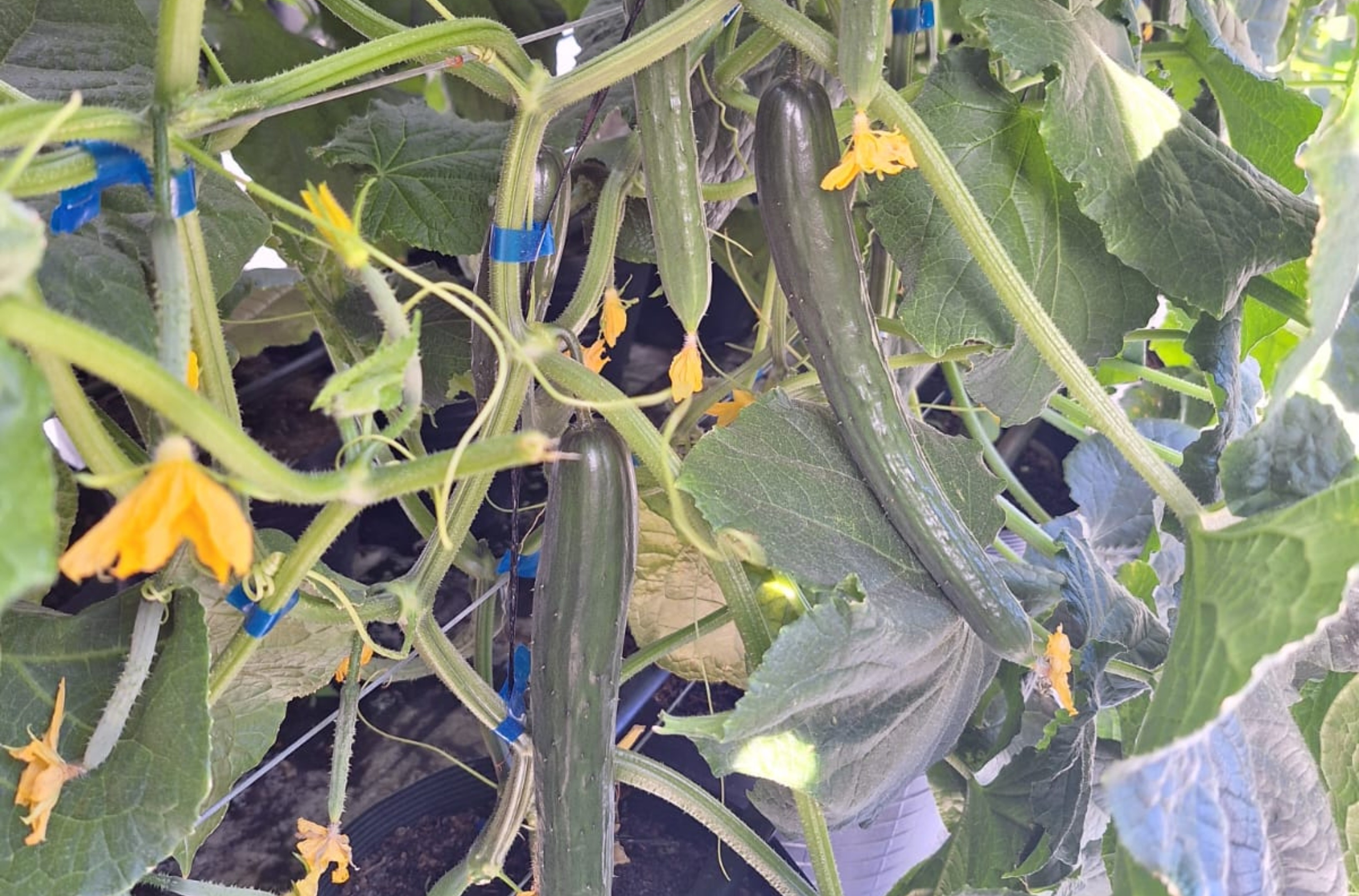 Produtor aposta em areia e casca de arroz para plantar pepino e aumentar produção em Boa Vista