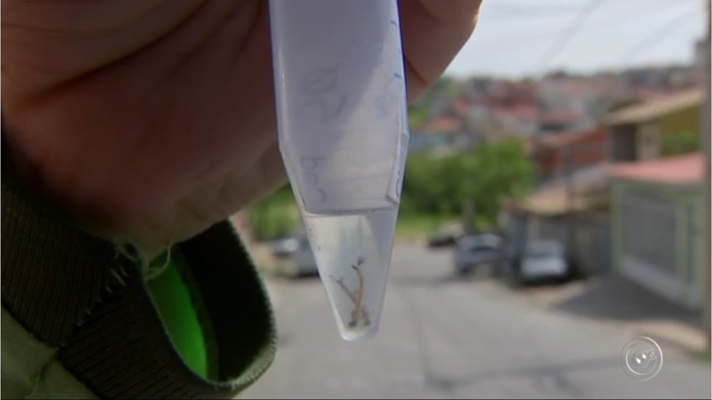Araçatuba concentra as únicas mortes por chikungunya em SP, diz Saúde 