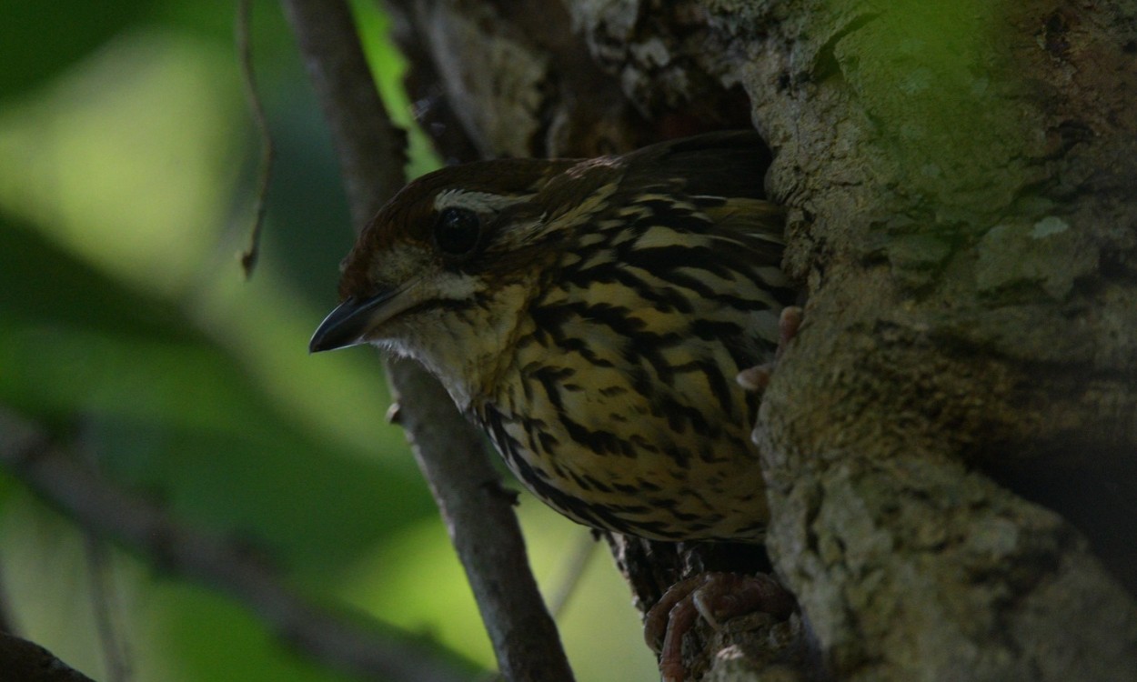 Atualização: Ninho de ave arisca da Mata Atlântica é registrado pela primeira vez em MG