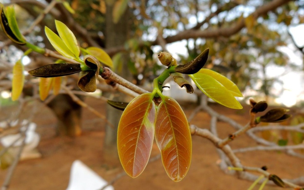 Ponteiro de folha de jatobá-do-cerrado — Foto: Mauro Halpern (Flickr - Creative Commons)