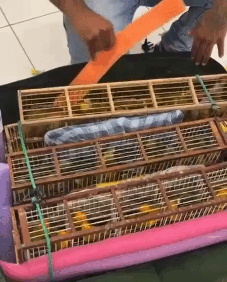 Passageiro é preso pela PF ao tentar embarcar com mais de 170 canários no aeroporto de Boa Vista