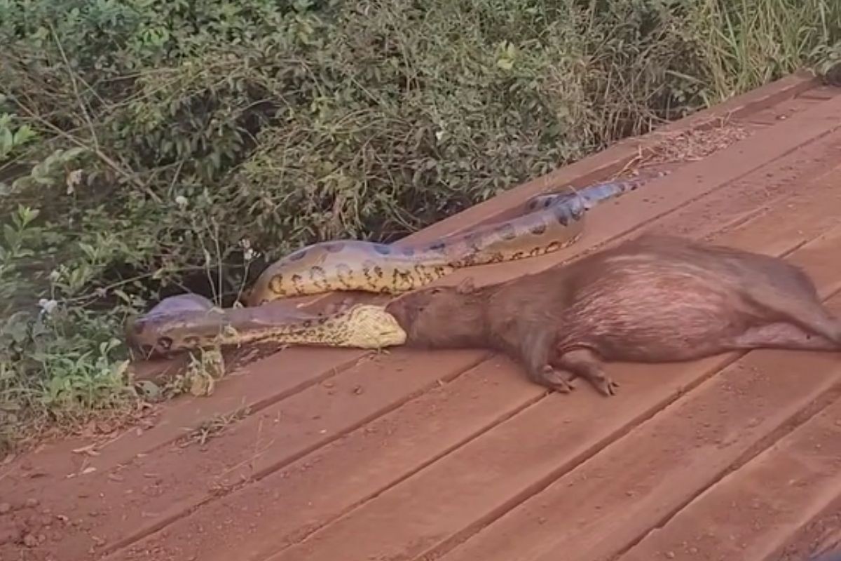 Sucuri tenta devorar capivara às margens de córrego em MS; veja vídeo