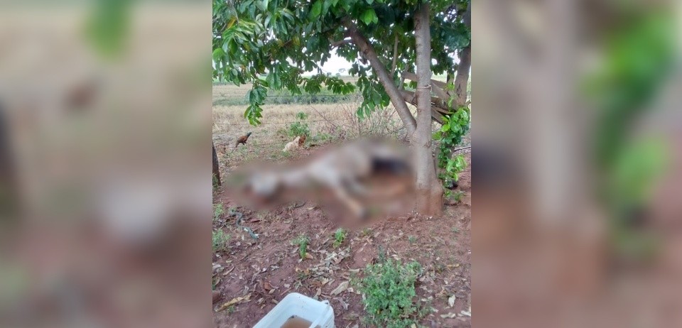 Seis animais morrem devido à falta de cuidados em propriedade rural no interior de SP; responsável foi autuado 