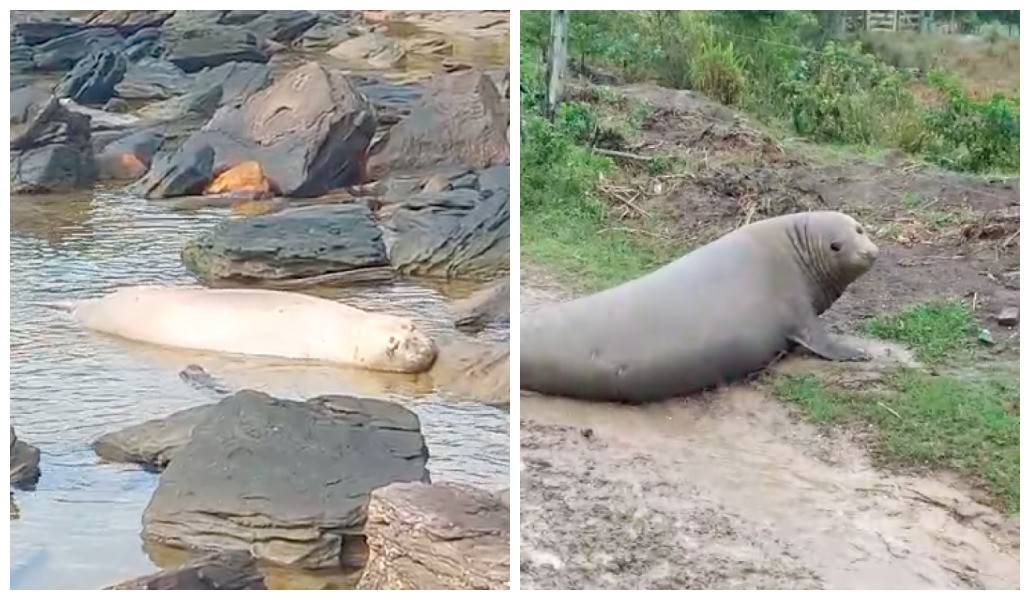 Elefantes-marinhos aparecem em rio de Casimiro de Abreu e em praia de Búzios, no RJ